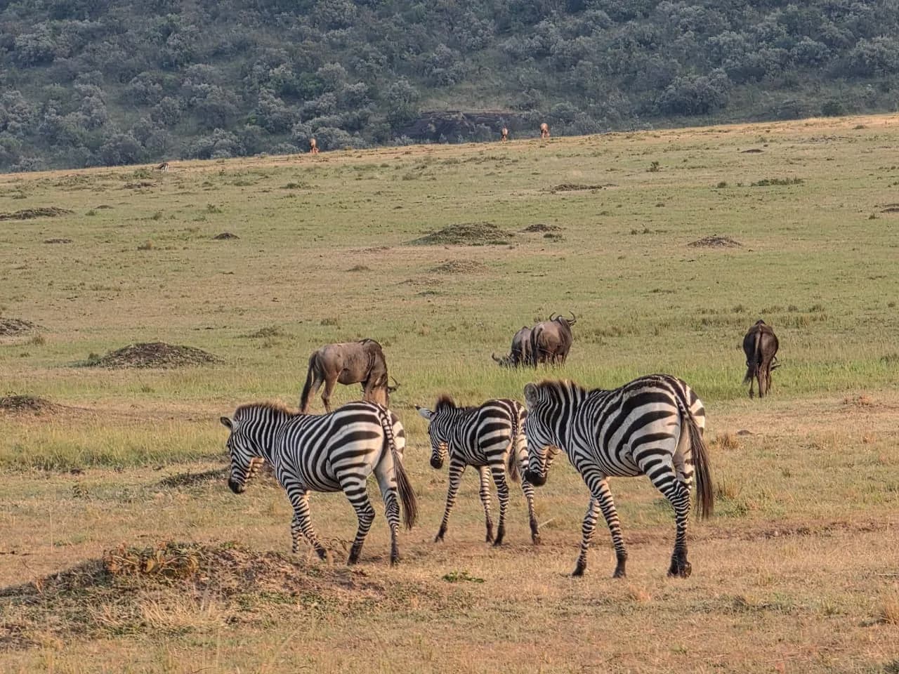 Zebra and wildebeest mingling on rolling plains