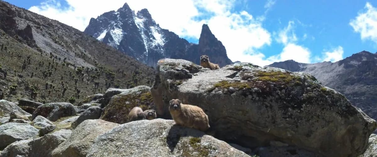 Rock hyrax on a boulder below Mount Kenya's peaks
