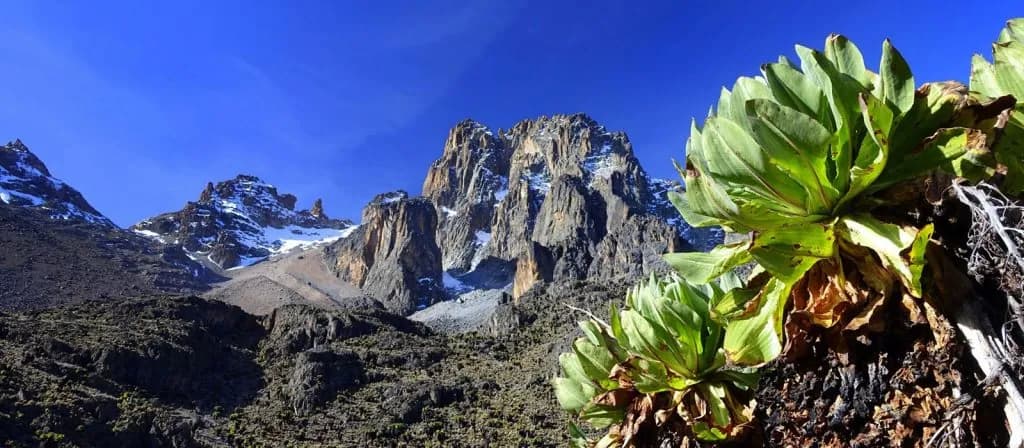 Giant lobelia in the foreground of Mount Kenya's peaks