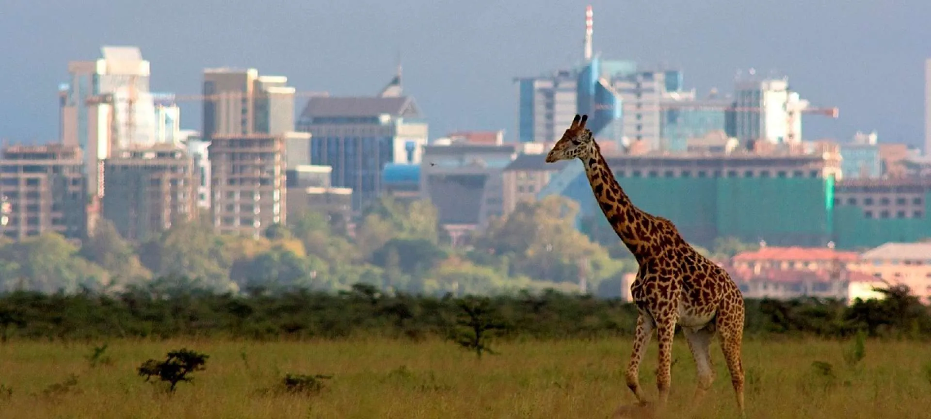 Giraffe in Nairobi National Park with the city skyline behind