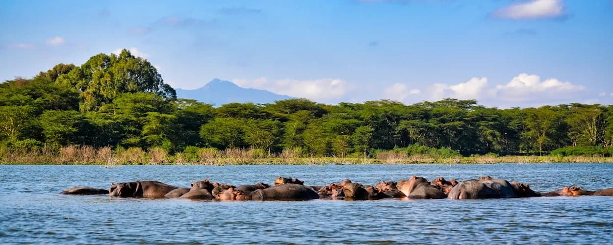Hippos in Lake Naivasha with Mount Longonot on the horizon