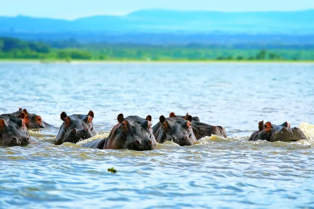 Pod of hippos surfacing in Lake Naivasha