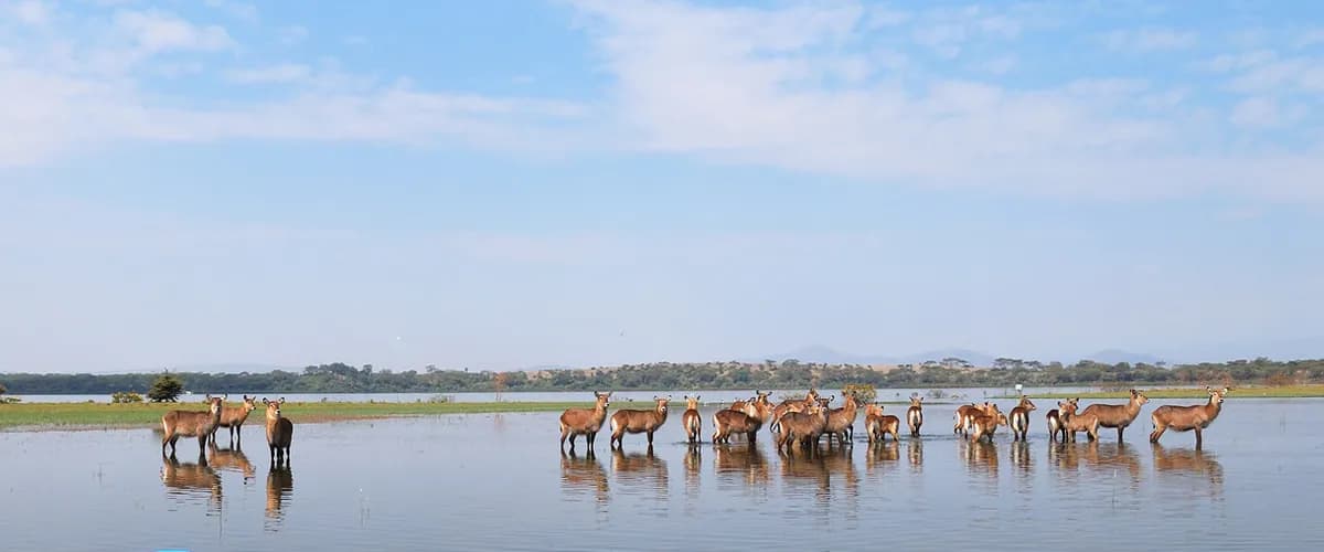 Waterbuck wading along the shallows of Lake Naivasha