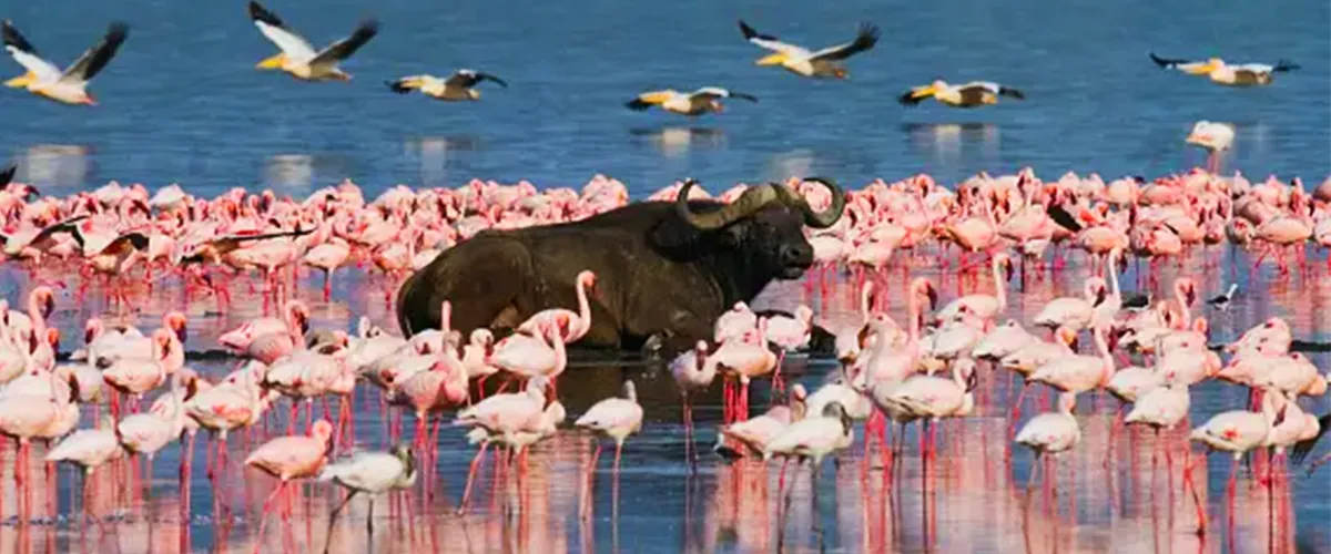 Buffalo wading through a lake among flamingos
