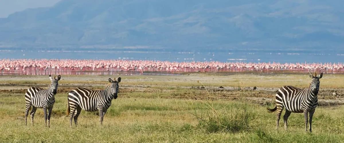 Zebra on the grassy shore with flamingos crowding Lake Nakuru