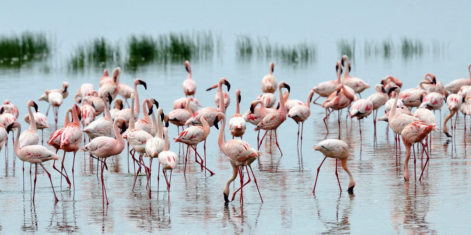 Lesser flamingos wading in shallow water