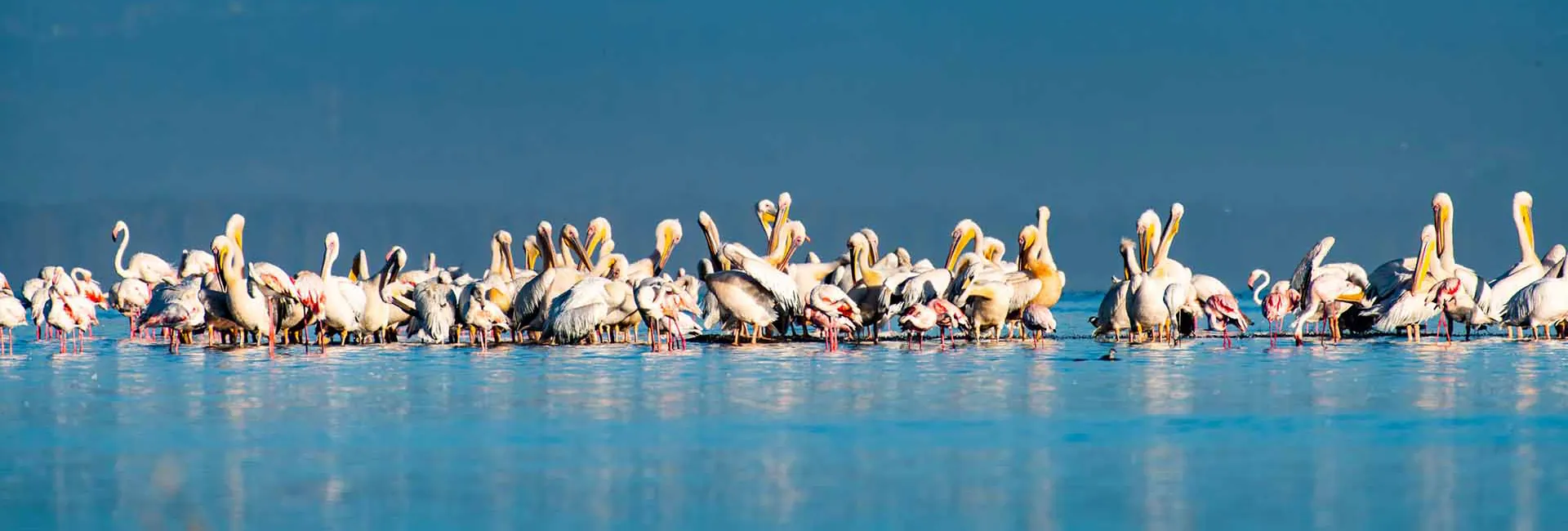 Great white pelicans gathered on the water