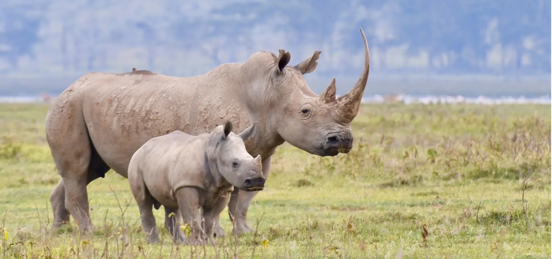 White rhino and calf standing on the grassland