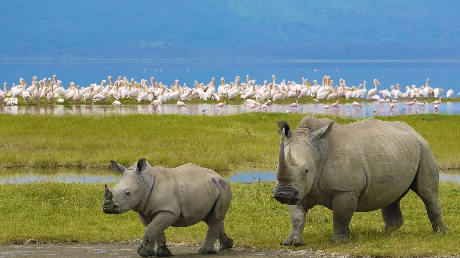 White rhinos grazing on the Lake Nakuru shore with pelicans behind