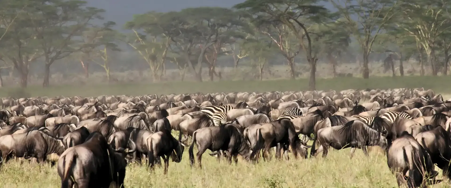 Wildebeest and zebra among woodland in the southern Serengeti