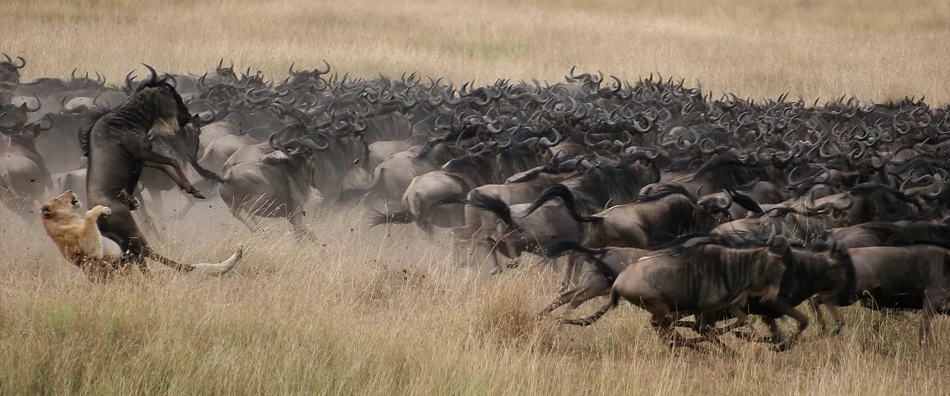 Lioness beside a dense moving wildebeest herd on the migration plains