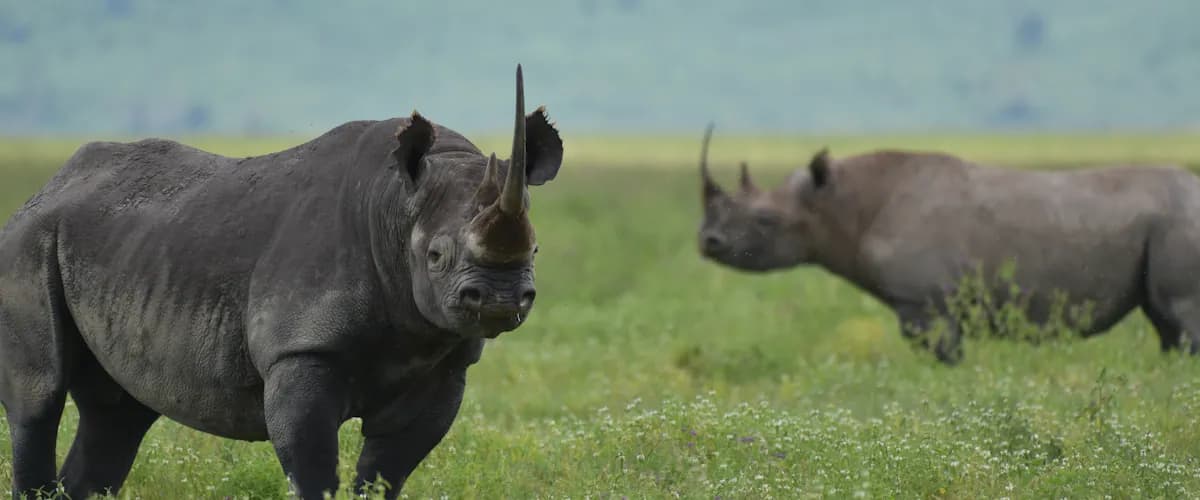 Two black rhinos in green grass