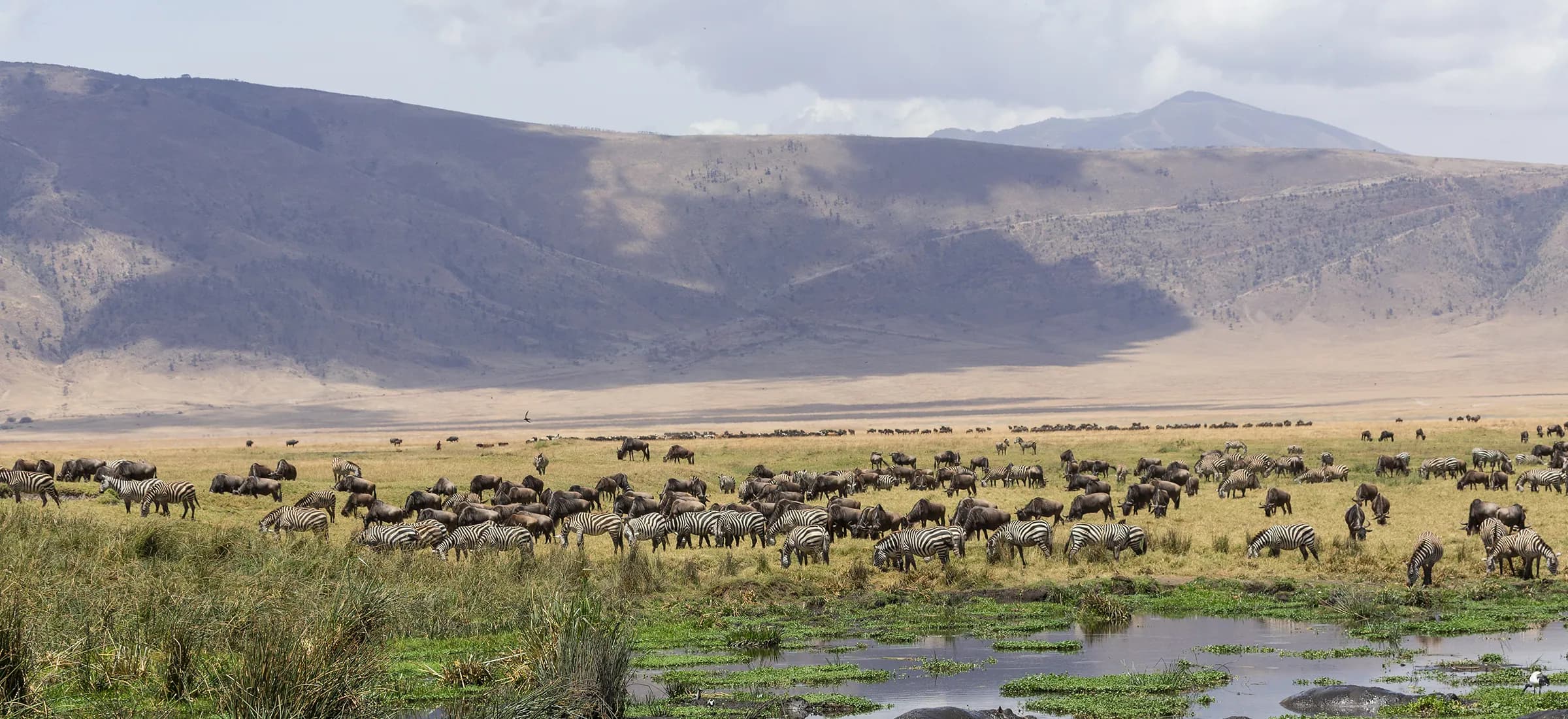 Herds grazing across the floor of the Ngorongoro Crater