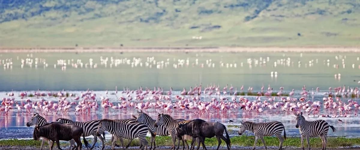 Flamingos, zebra and wildebeest by a crater lake