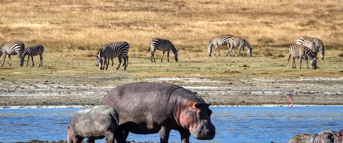 Hippos at a pool with zebra grazing behind