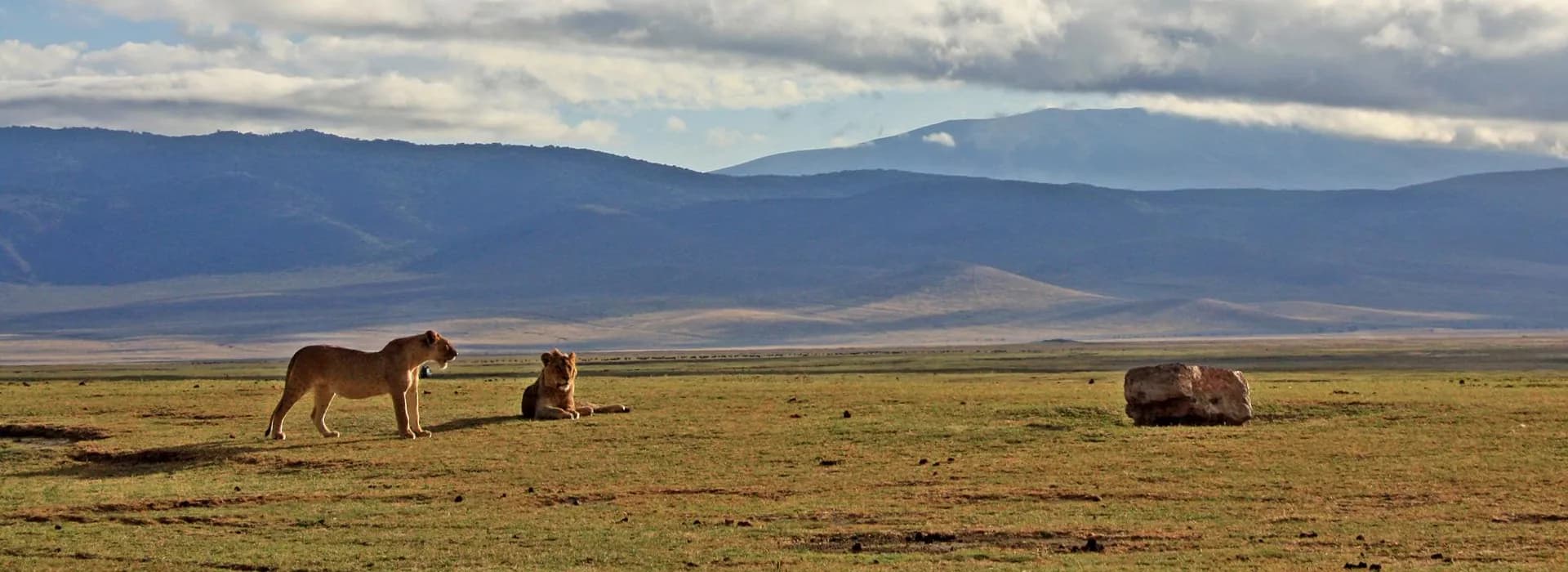 Lions resting on the crater floor with the crater wall behind