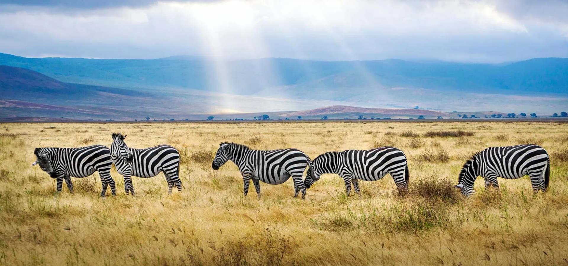 Zebras in shafts of light on the Ngorongoro Crater floor