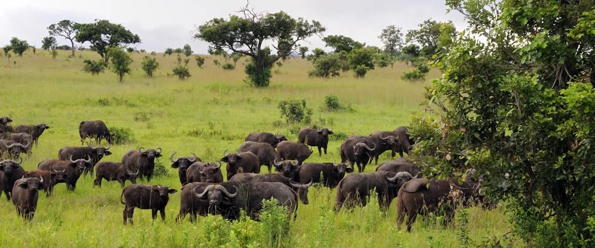 Herd of buffalo grazing on green grassland