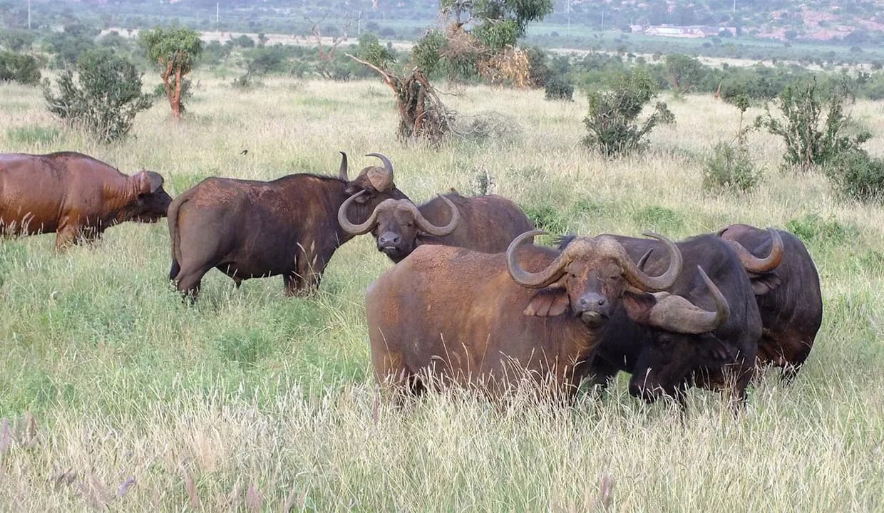 Cape buffalo with oxpeckers in open savannah