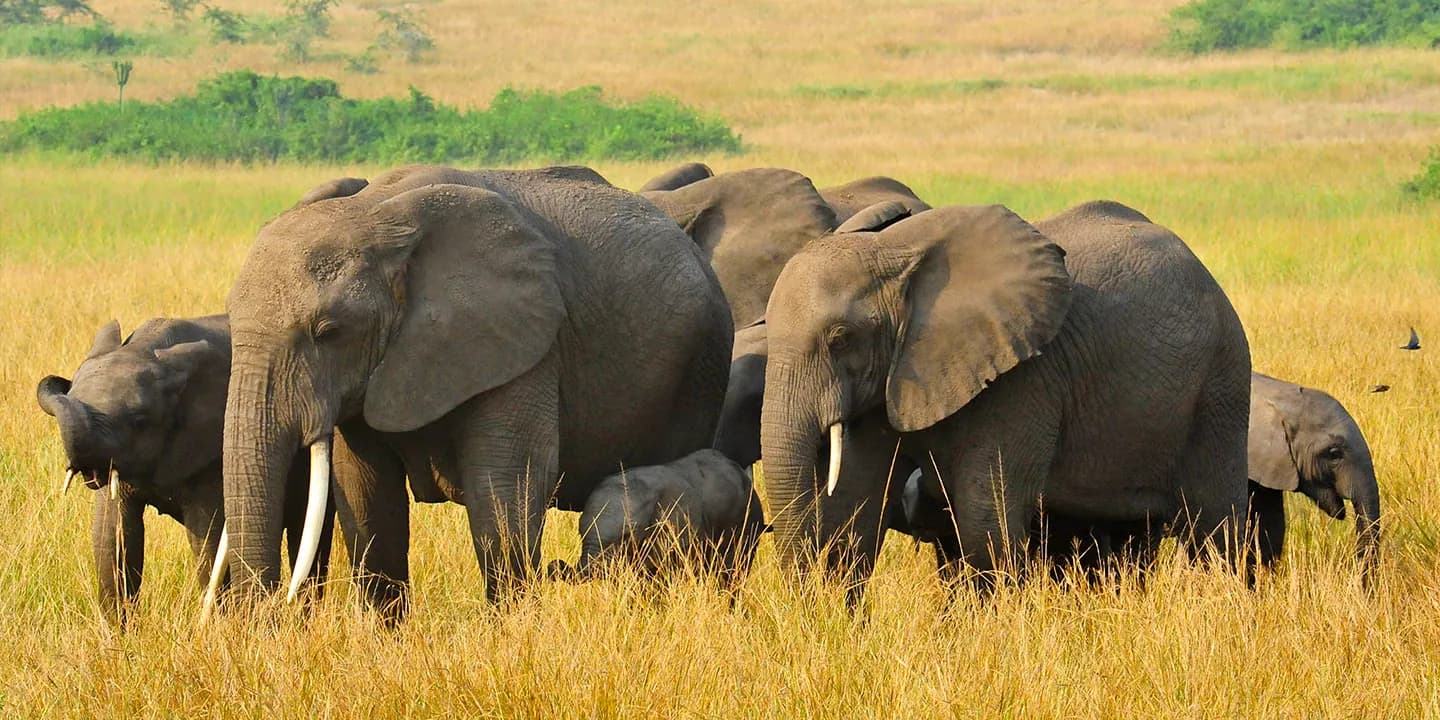 Elephant family in tall savannah grass