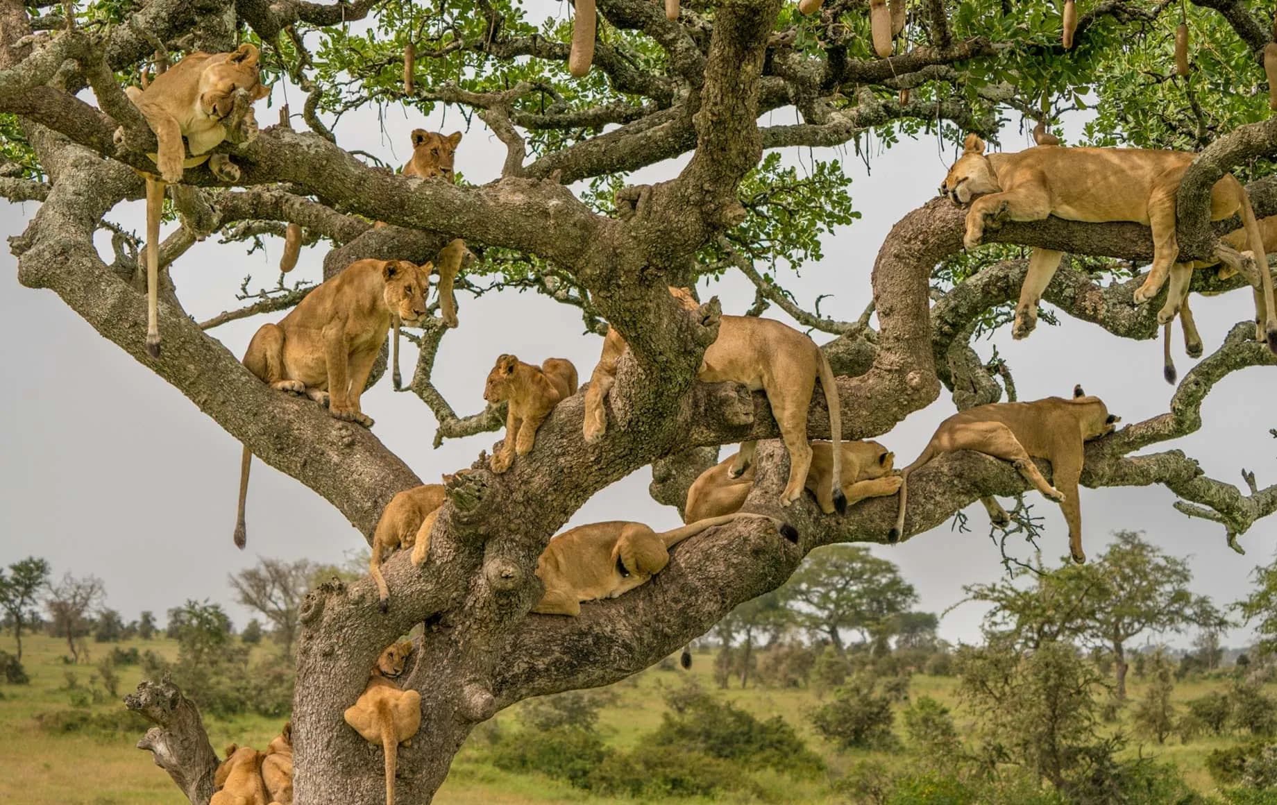 Lions resting in the branches of a fig tree