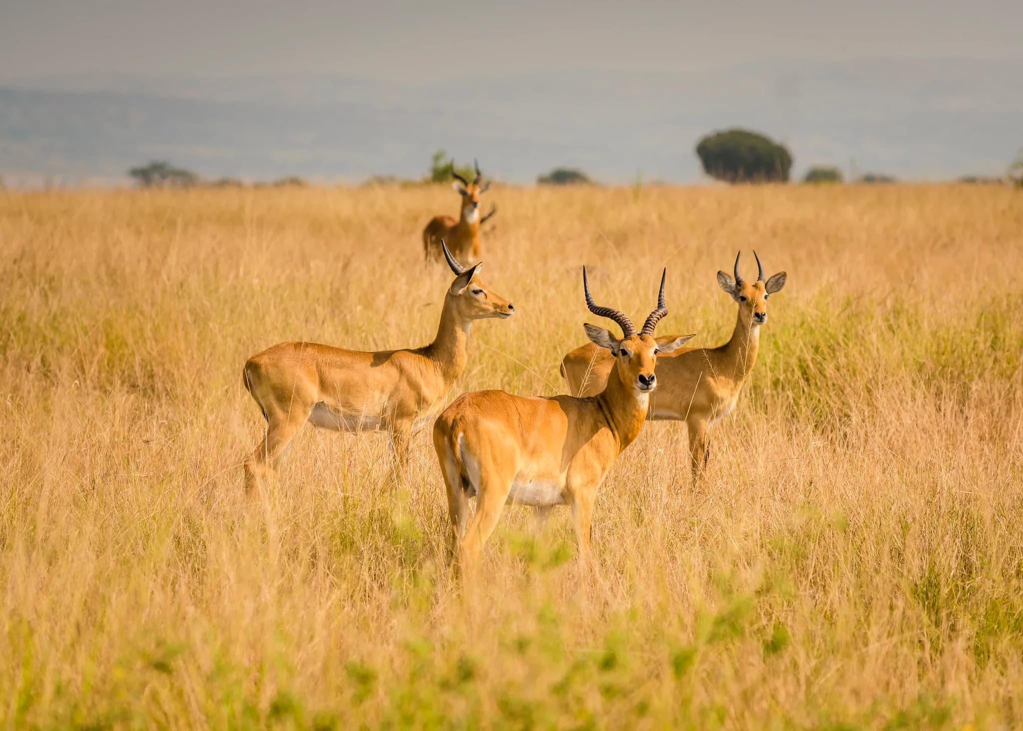 Uganda kob standing in golden grassland