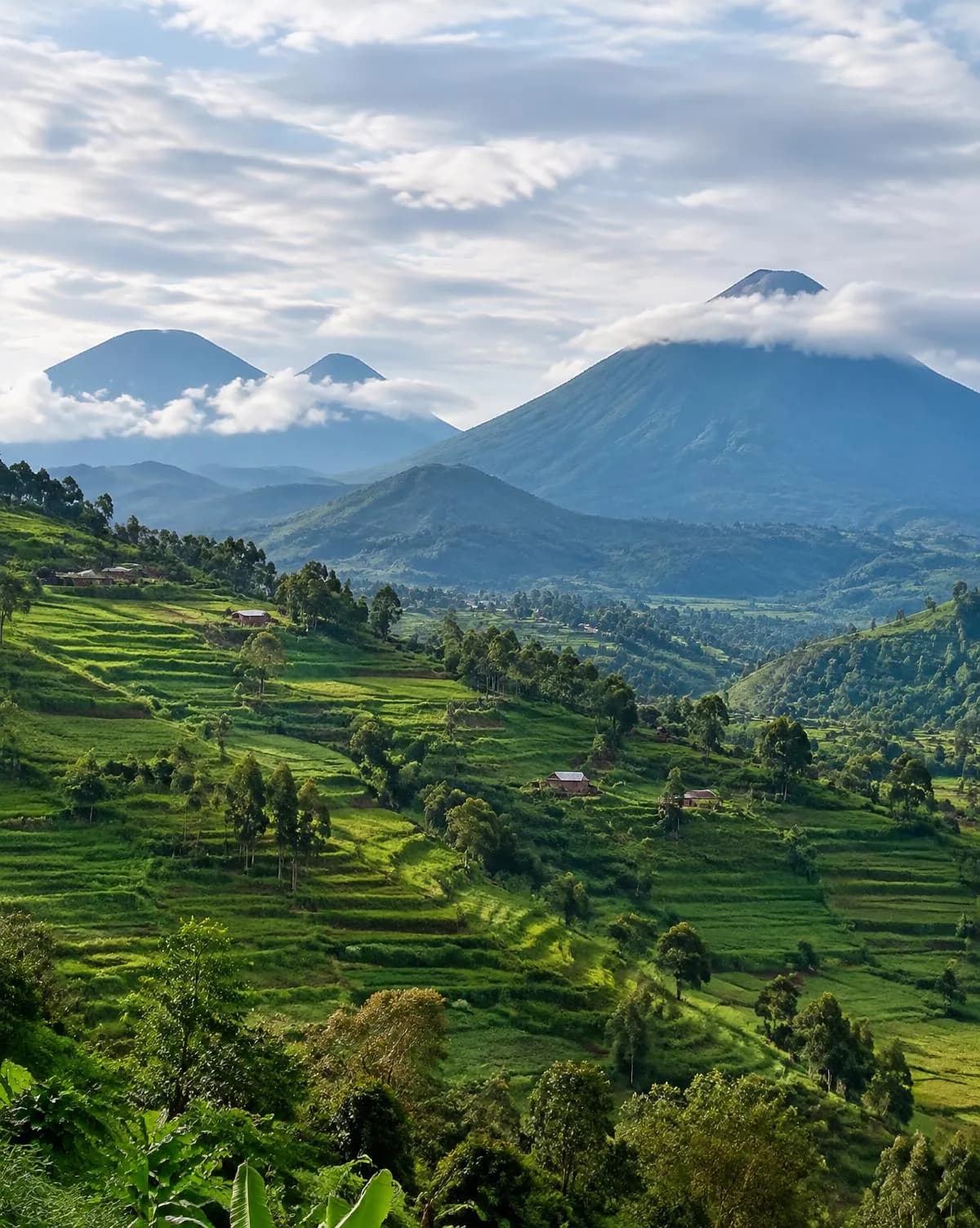 Illustrative image of green terraced hills below volcanoes, typical of northern Rwanda