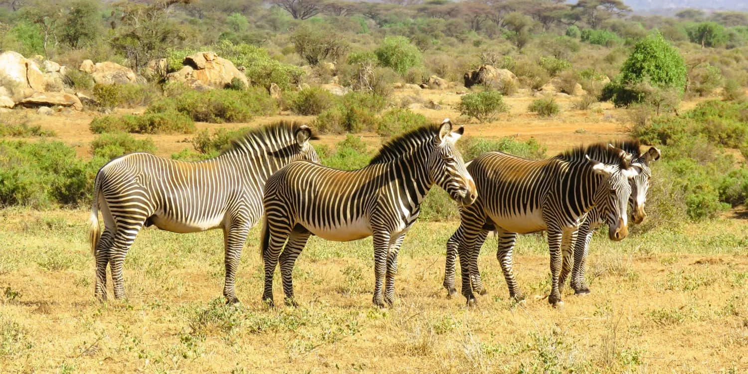 Grevy's zebras with fine stripes in northern Kenya scrub
