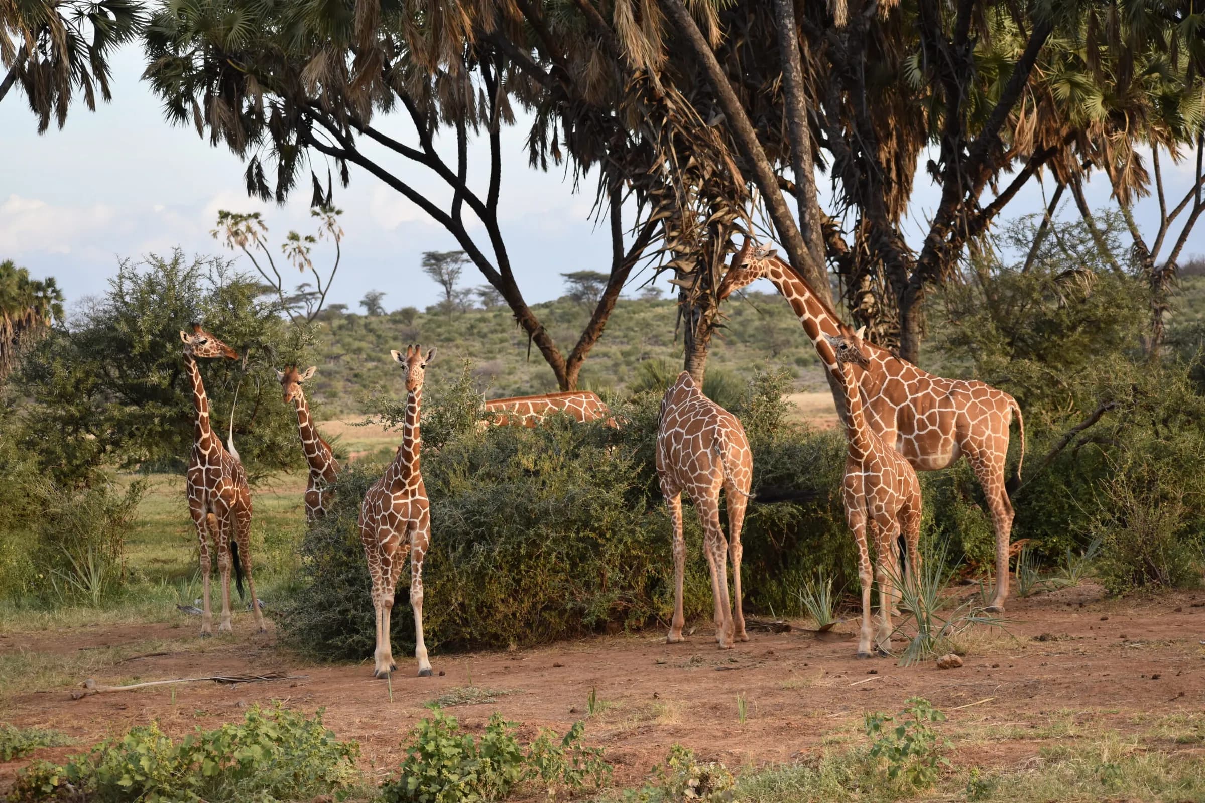 Reticulated giraffes feeding among acacia trees in Samburu