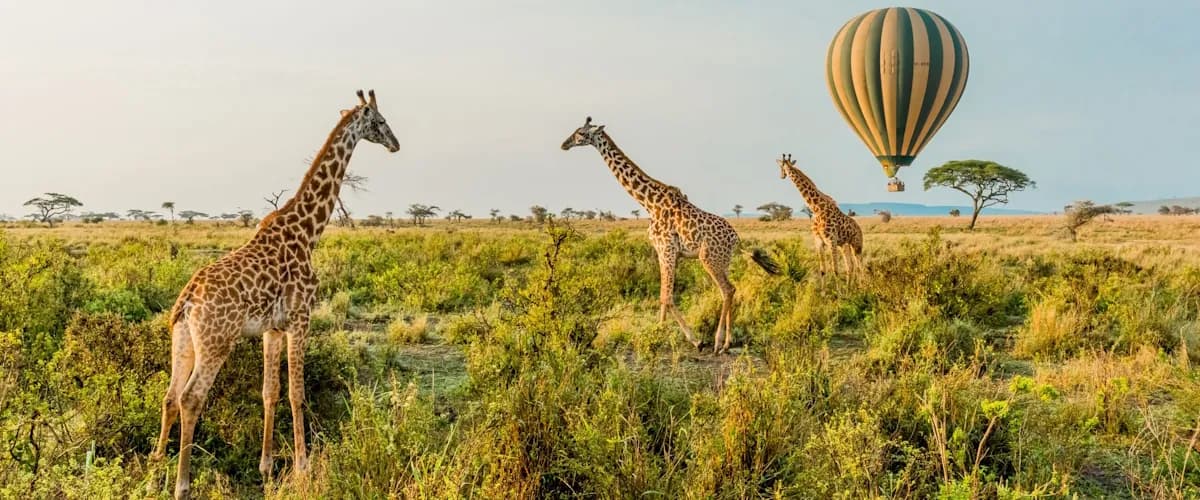 Giraffes in the Serengeti with a hot-air balloon drifting by