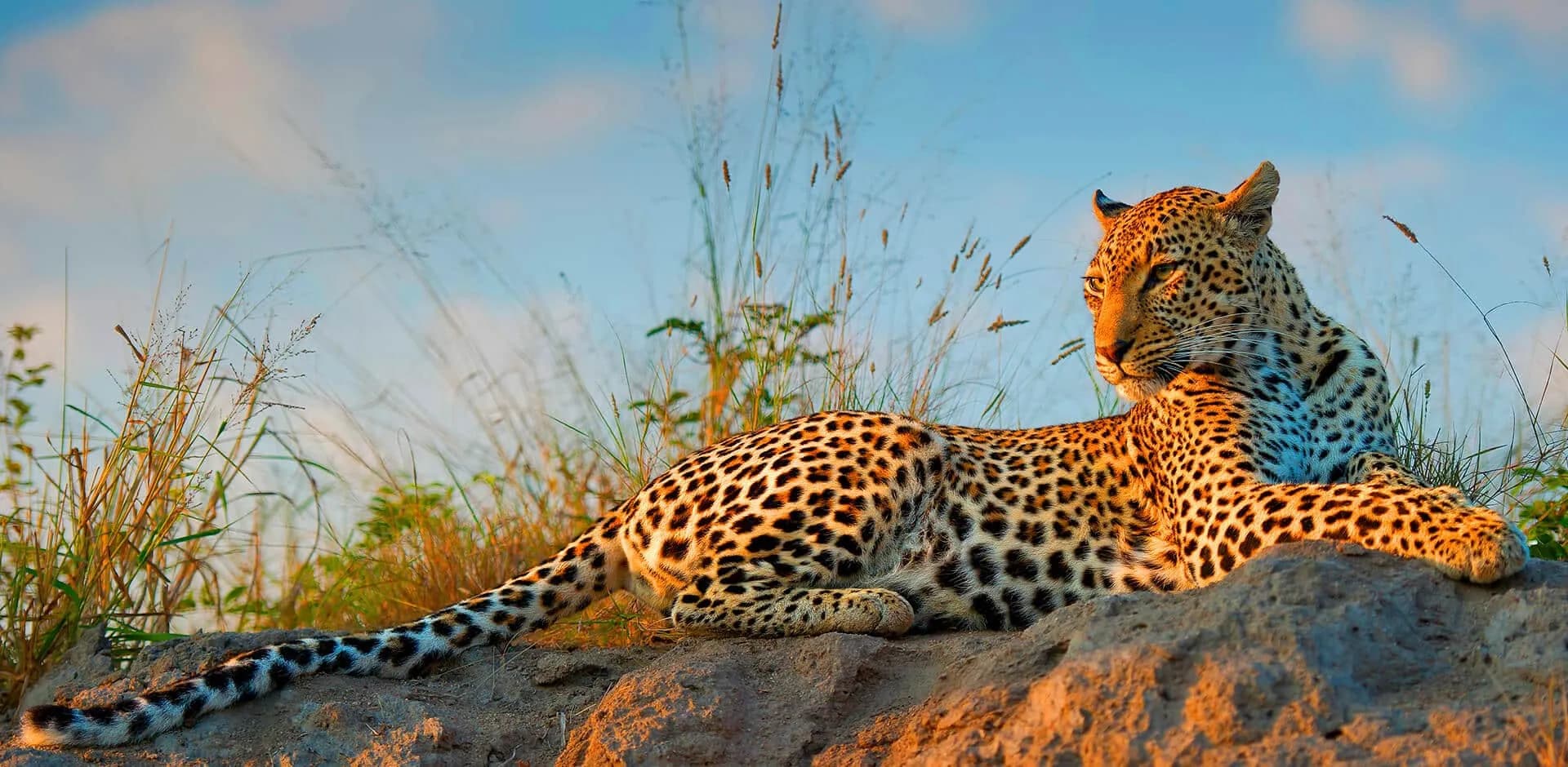 Leopard lying on a granite kopje in evening light