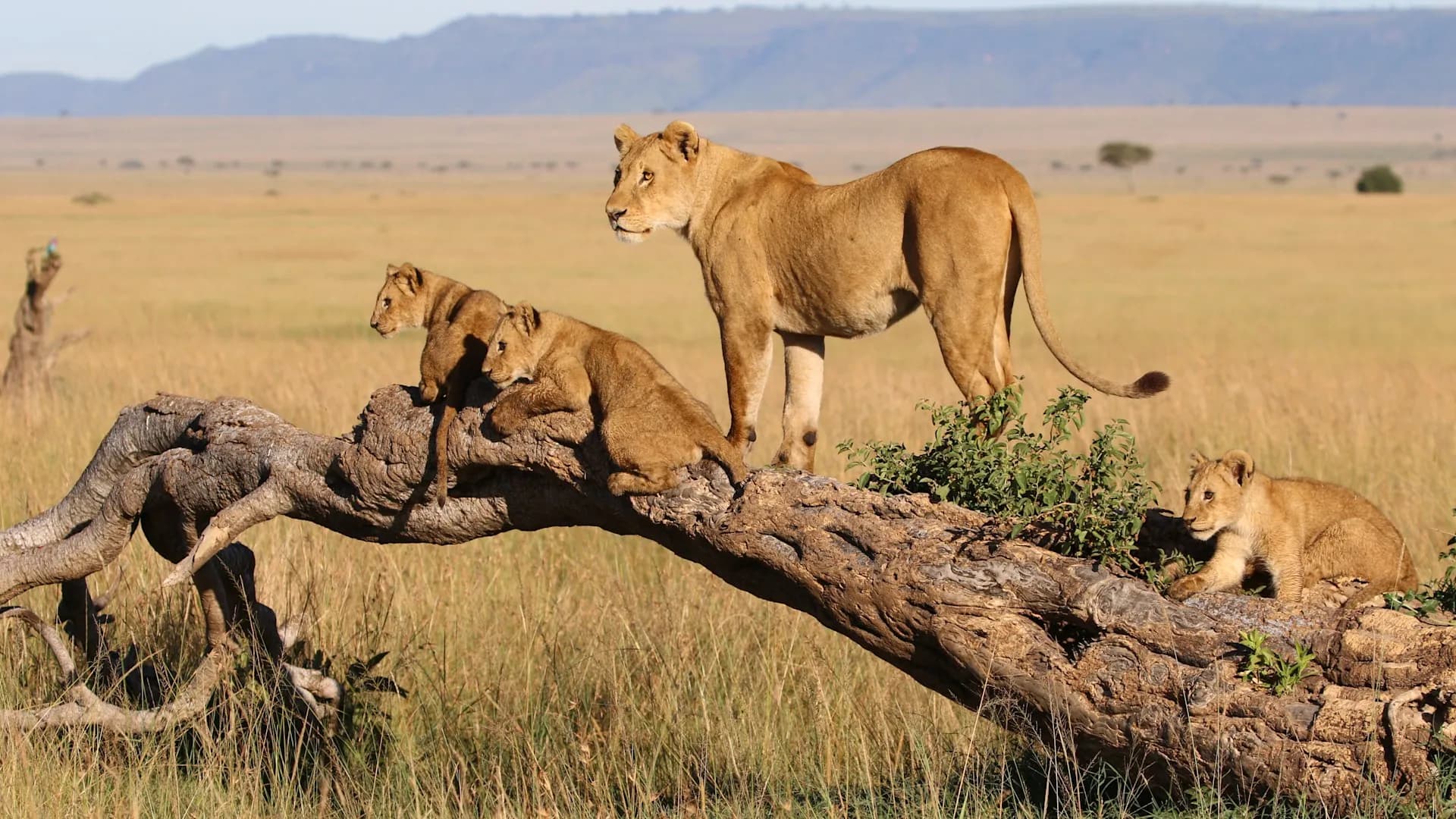 Lioness and cubs on a fallen tree trunk in the Serengeti