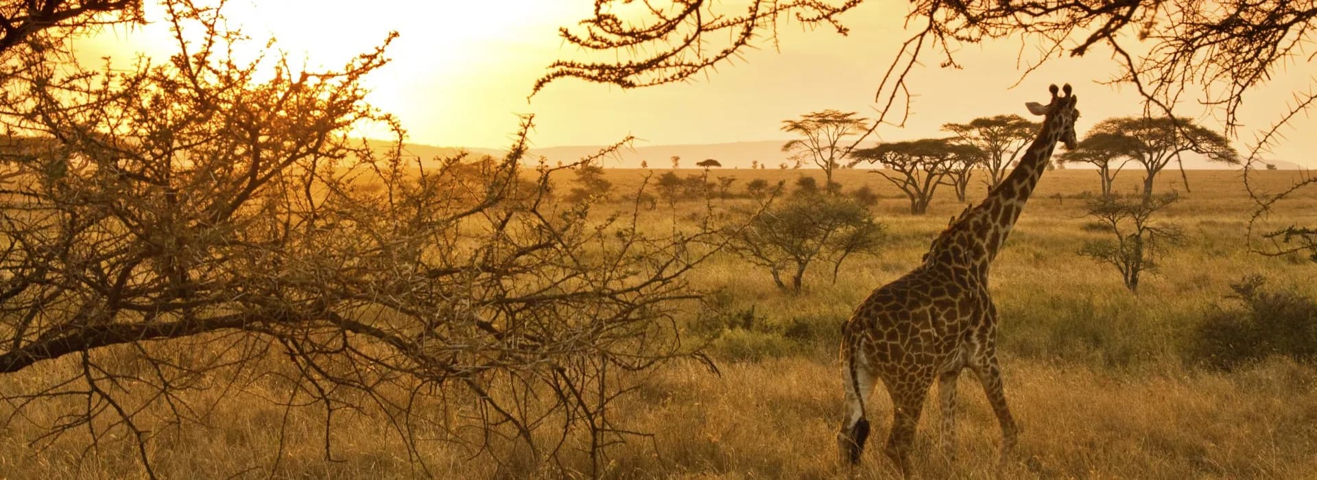 Giraffe browsing among acacias as the sun sets over the Serengeti