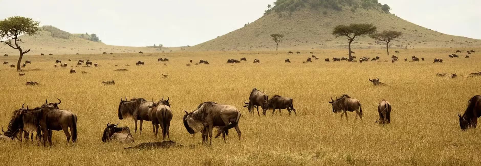 Wildebeest grazing below a grassy hill on the plains