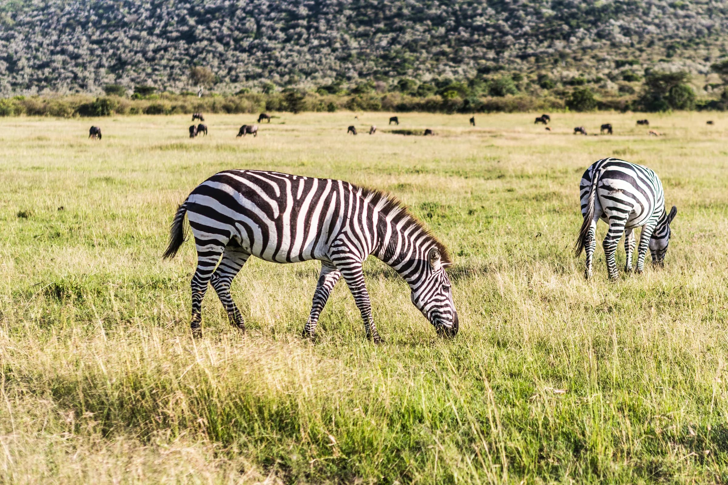 Zebra grazing in short grass with more zebra beyond