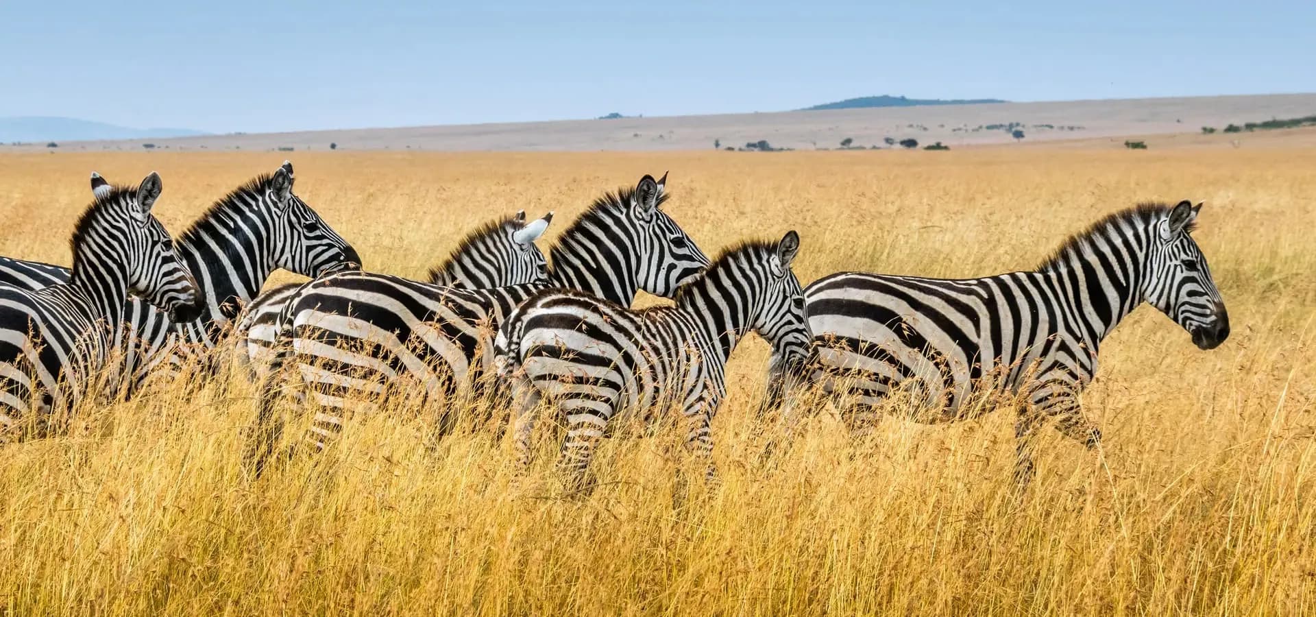 Zebras in tall golden grass on the plains