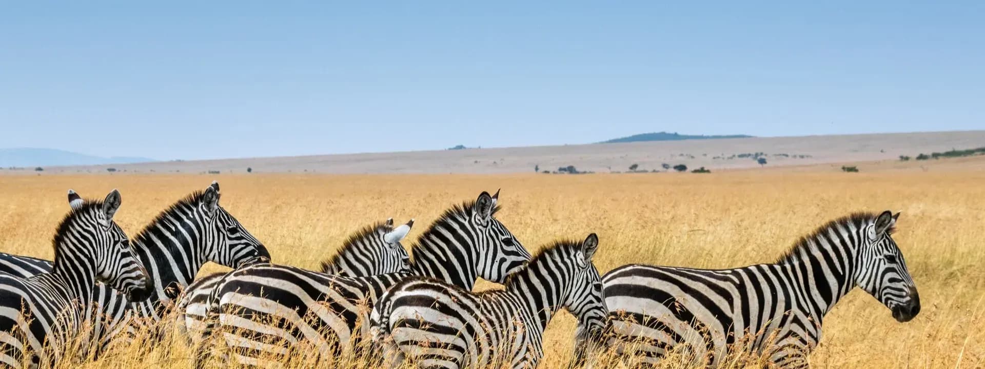 Zebras standing close together on golden grassland