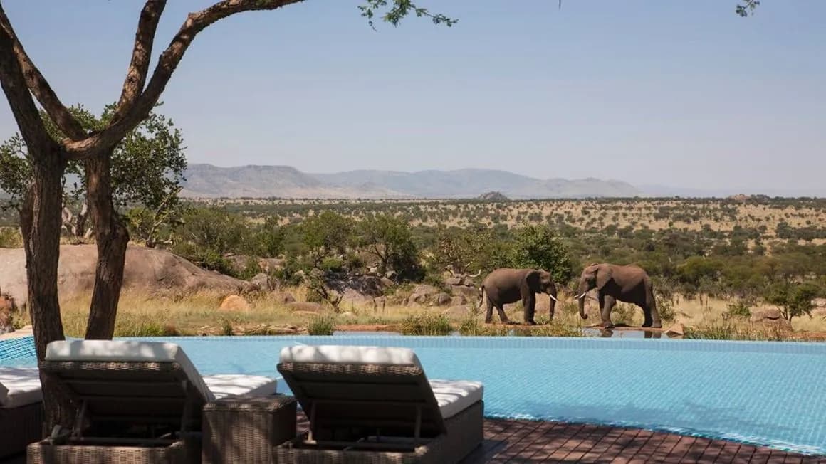 Lodge infinity pool overlooking elephants at a waterhole