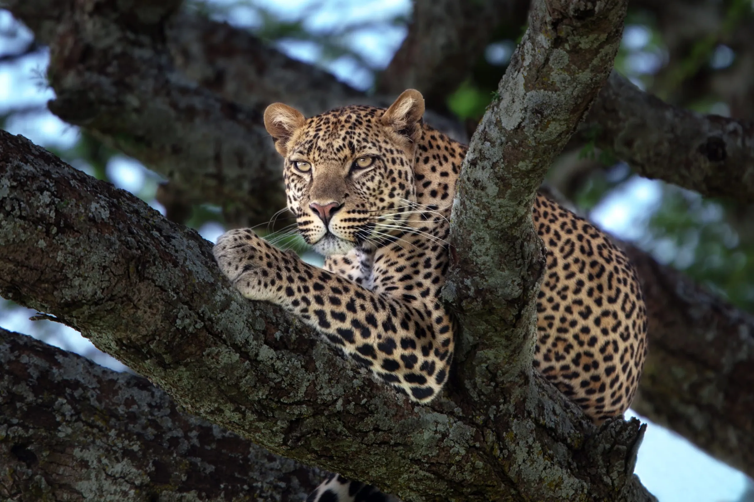 Leopard resting in the fork of a tree