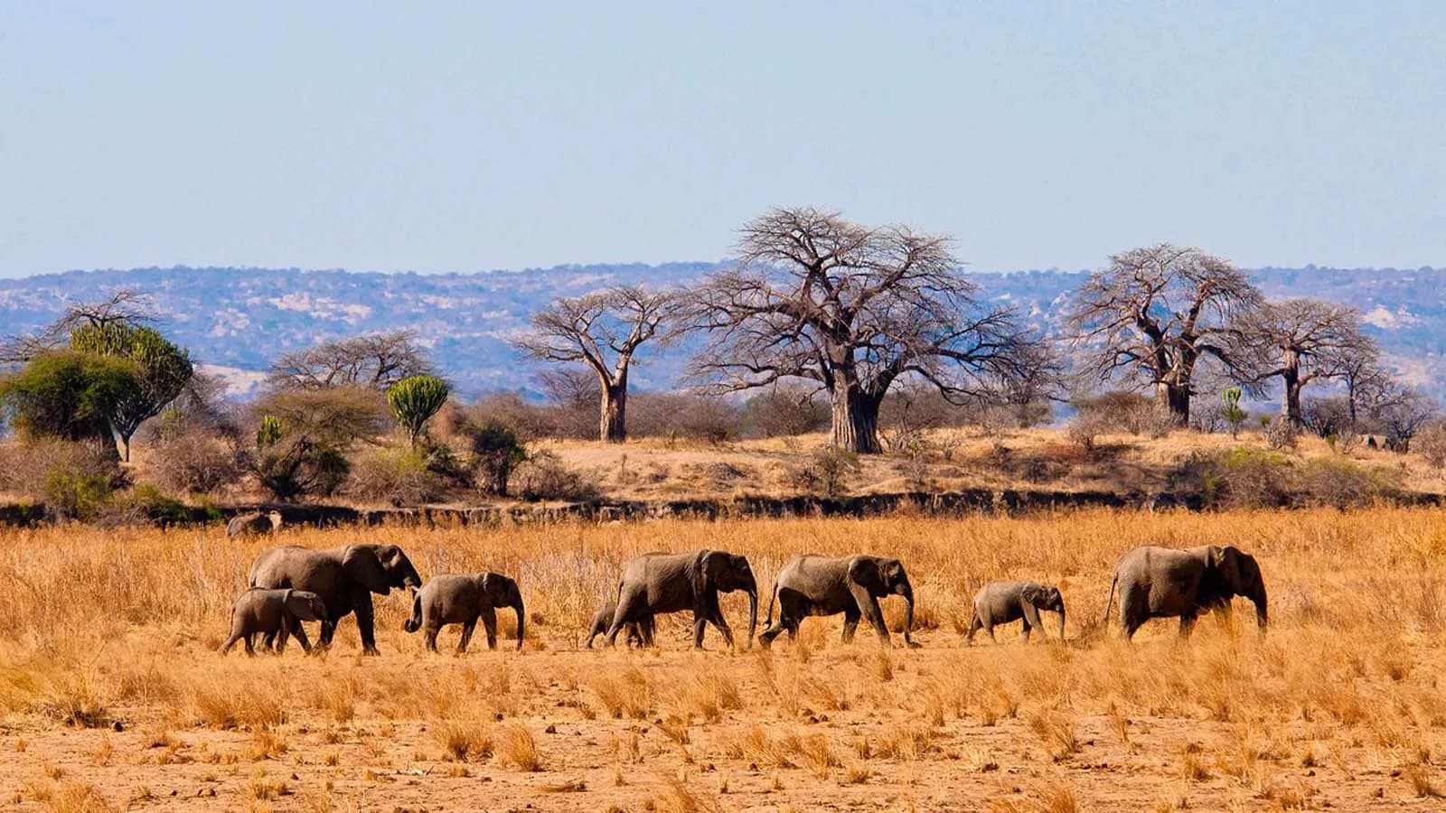 Elephants walking beneath giant baobab trees in Tarangire