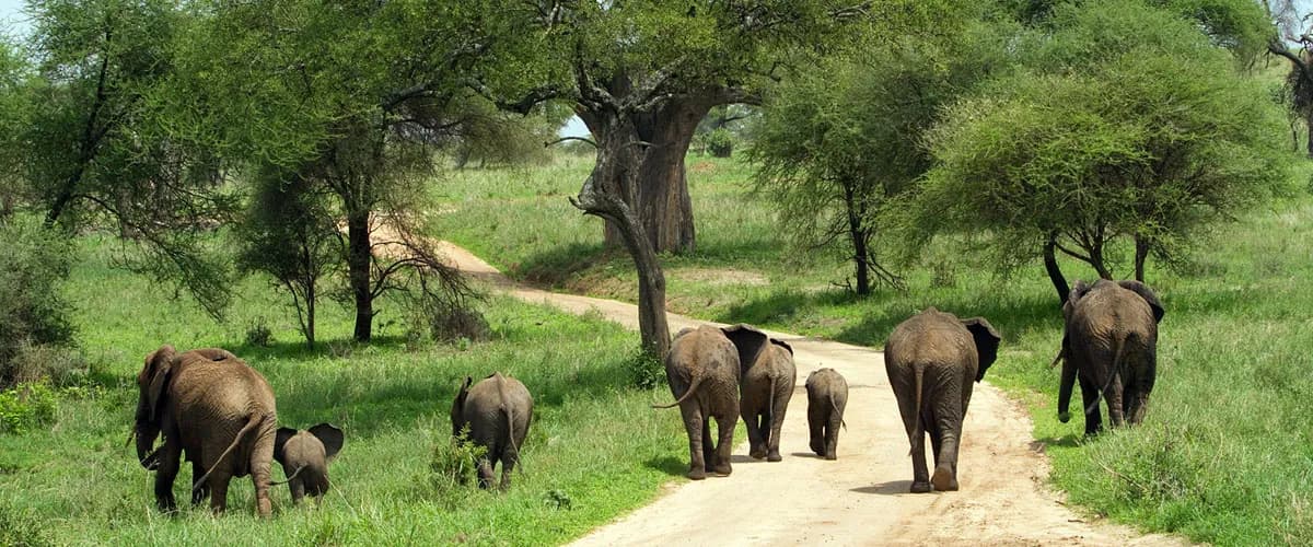 Elephants walking along a track past a baobab in Tarangire