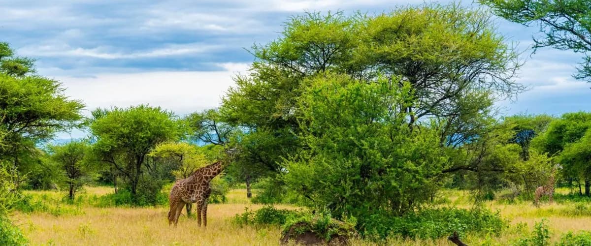 Giraffe beneath a large green tree in northern Tanzania