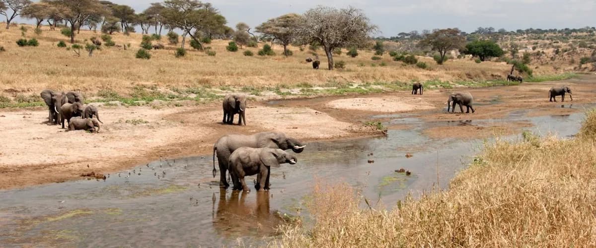 Elephants drinking in a shallow sandy river