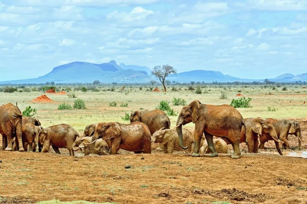 Tsavo elephants with red-earth coats beneath distant hills