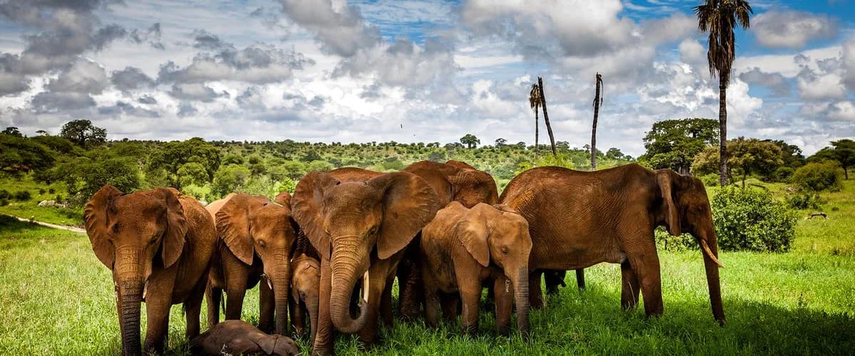 Red elephants of Tsavo grazing in green bush