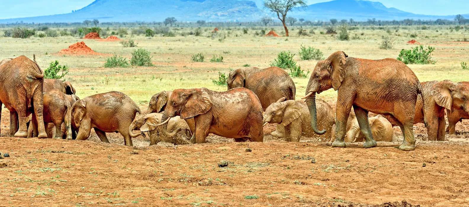 Red-dusted elephants of Tsavo gathered on the plains