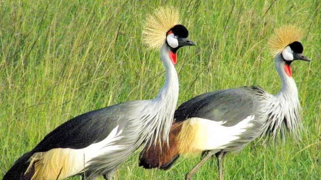 Grey crowned cranes, Uganda's national bird, in tall grass