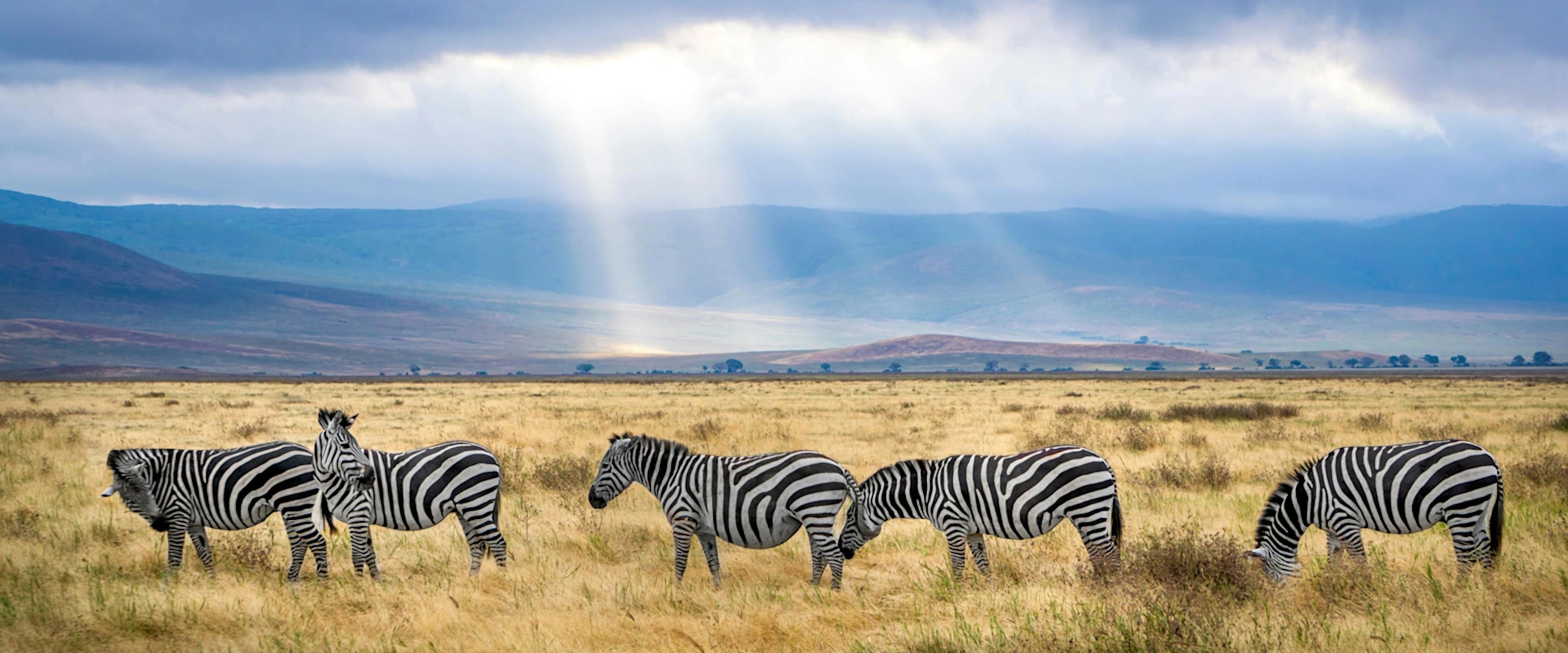 Sun rays breaking through storm clouds over zebras on the crater floor
